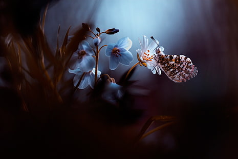 растения, насекоми, природа, цветя, пеперуда, HD тапет HD wallpaper