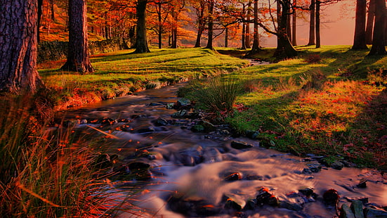 ручей, ручей, осень, лес, природа, осень, растительность, лесистая местность, дерево, лиственные, бульканье, банк, солнечный свет, HD обои HD wallpaper