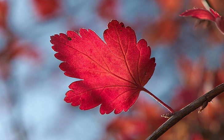 foglia d'acero rossa, natura, foglie, caduta, macro, piante, Sfondo HD