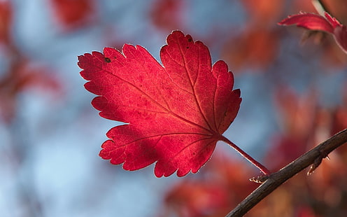 красный кленовый лист, природа, листья, осень, макро, растения, HD обои HD wallpaper