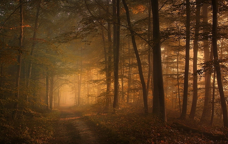 braune Laubbäume, Foto von Wäldern, Straße, Wald, Blätter, Sträucher, Bäume, Sonnenlicht, Nebel, Sonnenstrahlen, Natur, Landschaft, HD-Hintergrundbild