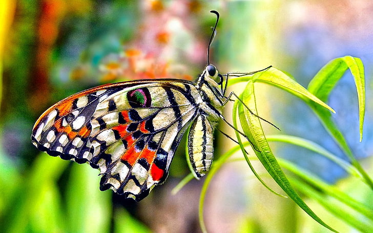 black, white, and orange butterfly, Animal, Butterfly, Colorful, Colors, Flower, Green, Pastel, HD wallpaper