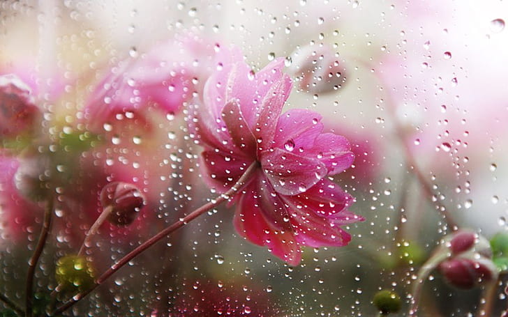 花に降る雨雨の下で花、 HDデスクトップの壁紙