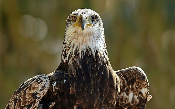 brown and white eagle, eagle, eyes, predator, bird, HD wallpaper
