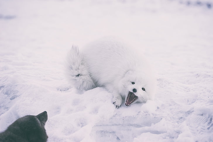 white animal, polar fox, arctic fox, playful, snow, HD wallpaper