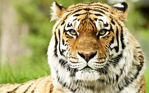 erwachsener bengal tiger, tiger, bildseite, farbe, gestreift, HD-Hintergrundbild HD wallpaper