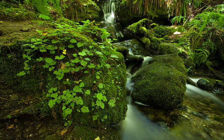 Лесной зеленый поток джунглей Замедленная съемка Мосс Скалы Камни Папоротник HD, природа, зеленый, лес, камни, камни, Замедленная съемка, ручей, мох, джунгли, папоротник, HD обои