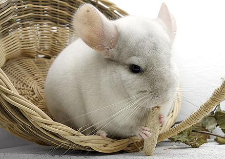 conejo blanco, chinchilla, roedor, comida, Fondo de pantalla HD HD wallpaper