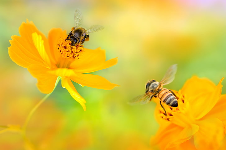 две жълти медени пчели, цветя, две, жълти, пчели, kosmeya, HD тапет