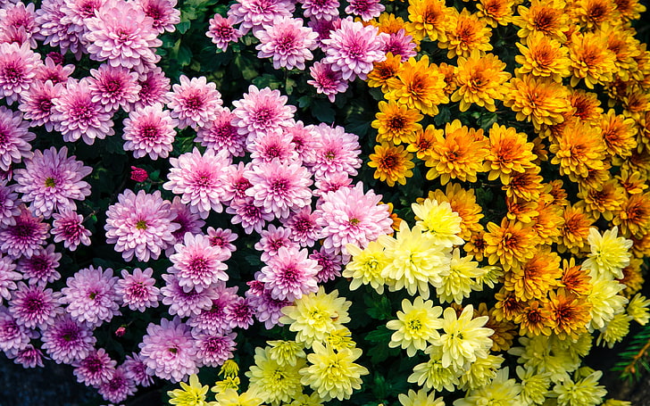 Blooming Chrysanthemum Mix Flowers Orange Yellow Pink Color Ornamental Plants Hd Wallpapers 3840×2400, HD wallpaper