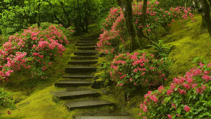 rosa blühende Pflanze, Natur, HD-Hintergrundbild