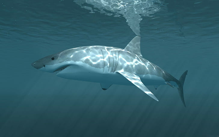 ปลาฉลามสัตว์ปลาชีวิตในทะเลใต้น้ำ, วอลล์เปเปอร์ HD