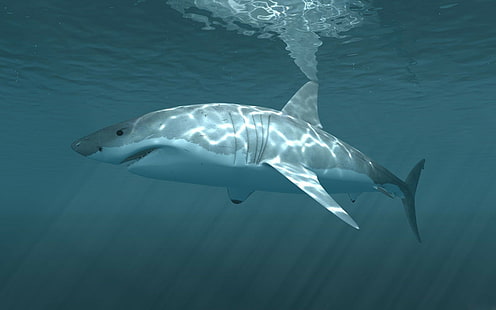 rekin, zwierzęta, ryby, życie morskie, pod wodą, Tapety HD HD wallpaper