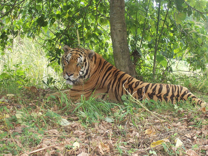 Large Tiger Resting, bengal tiger, bengal tigers, shade, sleepy, animals, HD wallpaper