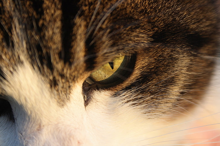 สัตว์แมวโคลสอัพตาสัตว์เลี้ยงสีน้ำตาล, วอลล์เปเปอร์ HD