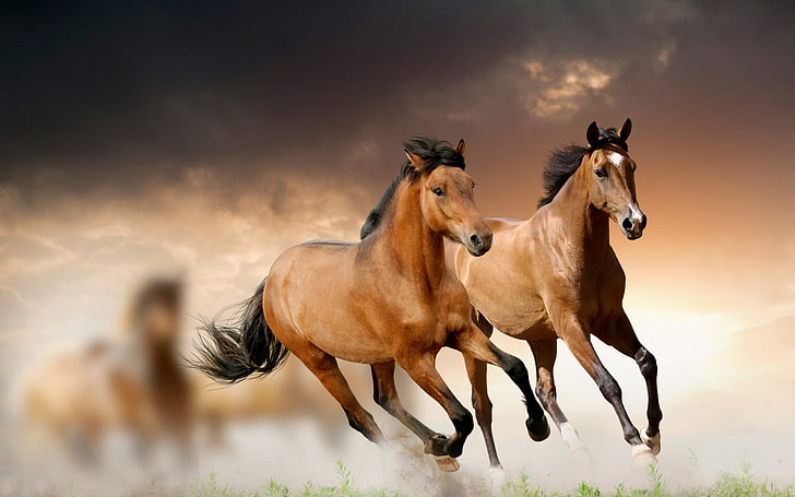 две коричневые лошади, конь, бег, трава, облака, HD обои