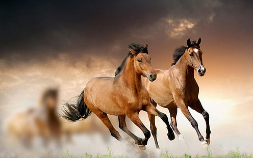 две коричневые лошади, конь, бег, трава, облака, HD обои HD wallpaper