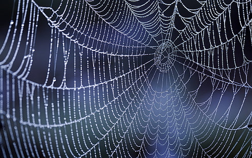 jaring laba-laba, jaring, jaring, tetes, Wallpaper HD HD wallpaper