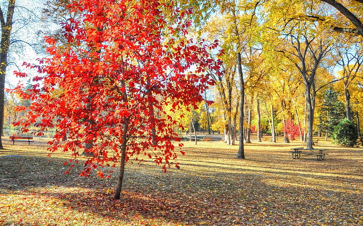 autum, autumn, landscape, leaf, leaves, nature, trees, HD wallpaper