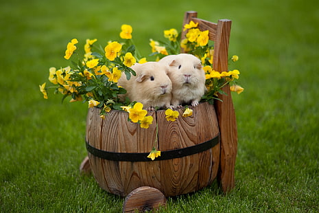 dois hamsters bege, flores, pansy, viola, porquinhos da Índia, HD papel de parede HD wallpaper