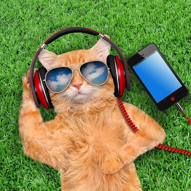 червени кабелни слушалки, трева, котка, очила, смарт телефон, HD тапет