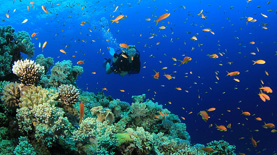 дайвер, дайвинг, рыба, океан, акваланг, море, подводный, HD обои HD wallpaper
