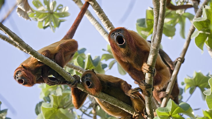 monkeys, red, Venezuela, HD wallpaper