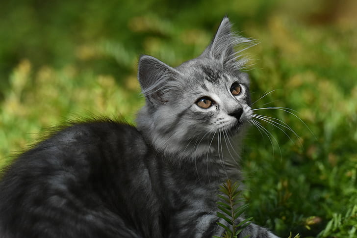 снимка на сива персийска котка, полагаща се в зелена трева, Princes, av, Froskeland, Explored, снимка, сива, персийска котка, зелена трева, D7200, Nikkor, 70-200mm, f / 2.8, норвежка горска котка, домашни любимци, домашна котка, животно , сладък, коте, трева, природа, бозайник, на открито, домашни животни, търси, младо животно, козина, малък, котешки, HD тапет