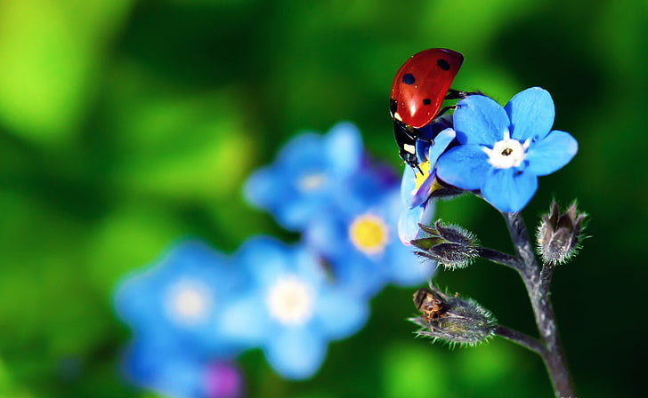 Ladybird Beetle, Animals, Insects, Flowers, Beetle, Colors, Photography, Macro, Insect, Ladybug, Vivid, ladybird, close-up, wildlife, fauna, flora, coccinellidae, Myosotis, forget-me-nots, ScorpionGrasses, forgetmenots, HD wallpaper