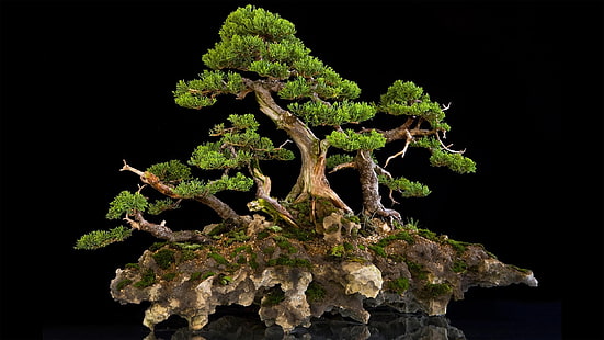 bonsai, Fondo de pantalla HD HD wallpaper