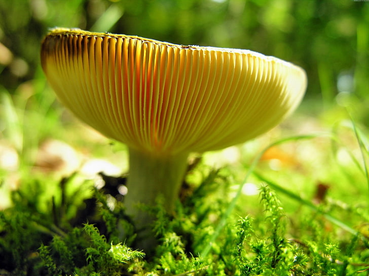 yellow mushroom, mushroom, milk mushroom, hat, HD wallpaper