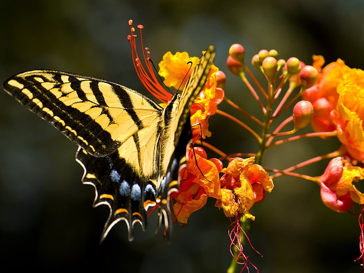 yellow and black butterfly \, flower, butterfly, colorful, design, fly, insect, HD wallpaper