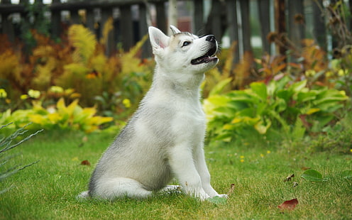 белый и серый щенок сибирской хаски, щенок, сибирский хаски, собака, фон, HD обои HD wallpaper
