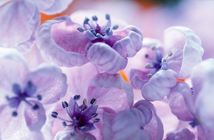 ดอกไม้ไลแลคโคลสอัพดอกไม้สีม่วงกลีบในการถ่ายภาพระยะใกล้ธรรมชาติดอกไม้ปิดไลแลค, วอลล์เปเปอร์ HD