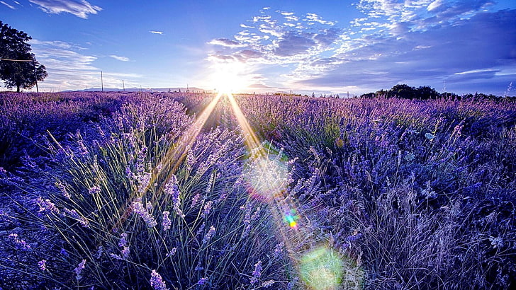 bidang lavender, lavender, pagi, sinar matahari, matahari terbit, langit, Wallpaper HD