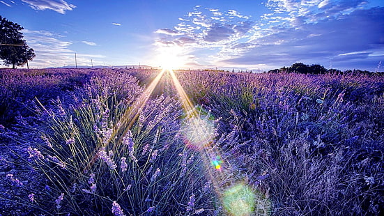lavender field, lavender, morning, sunray, sunrise, sky, HD wallpaper HD wallpaper