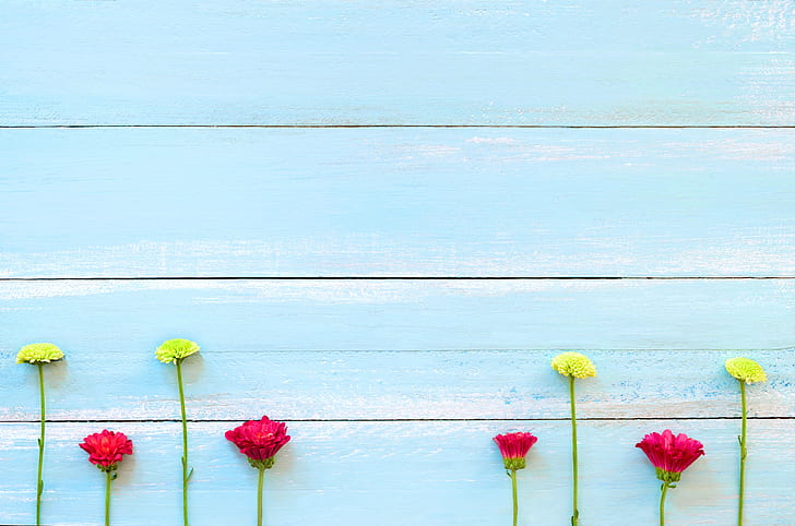 flowers, background, tree, Board, colorful, chrysanthemum, wood, texture, blue, wooden, HD wallpaper