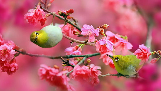 الطيور ، الربيع ، الطيور ، لطيف ، رائع، خلفية HD HD wallpaper