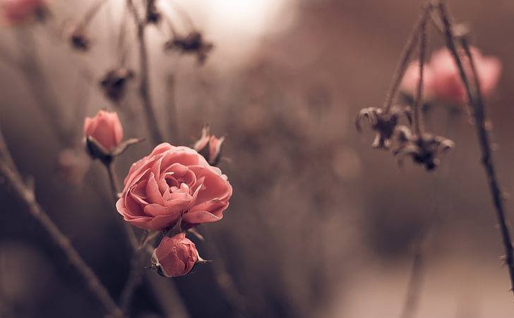 Autumn Blossom HD Wallpaper, pink rose, Vintage, Nature, Flower, Autumn, Rose, Sepia, Plant, Fall, Blossom, Bloom, bokeh, toning, 50mm, 50mmf14, bokehlicious, splittoning, wilted, HD wallpaper