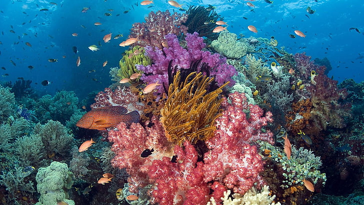 サンゴ礁、サンゴ礁、サンゴ、水中、海洋生物学、石のサンゴ、サンゴ礁の魚、熱帯魚、海洋、 HDデスクトップの壁紙