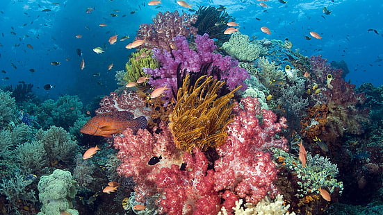 แนวปะการัง, แนวปะการัง, ปะการัง, ใต้น้ำ, ชีววิทยาทางทะเล, ปะการังหิน, ปลาในแนวปะการัง, ปลาเขตร้อน, ในทะเล, วอลล์เปเปอร์ HD HD wallpaper