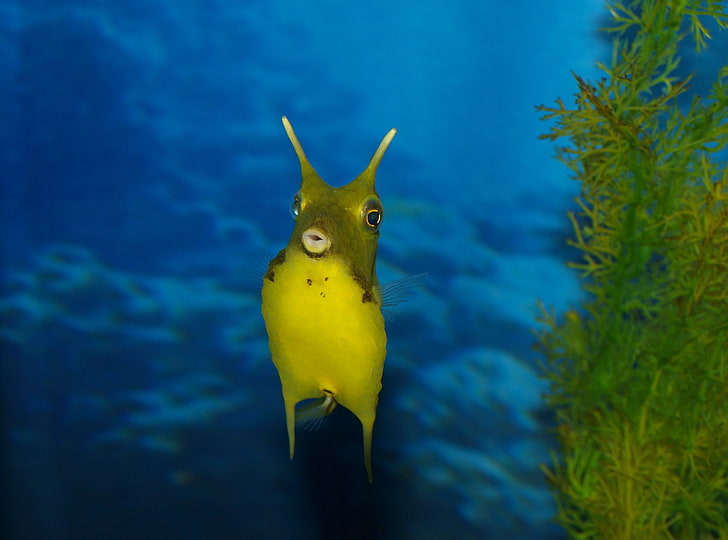 Komik deniz yaratık, sarı balık, hayvanlar, deniz, yaratık, komik, HD masaüstü duvar kağıdı