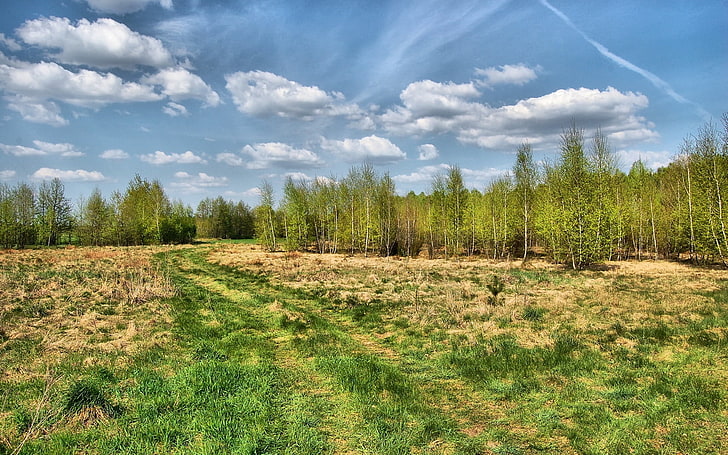 green gras, road, country, trees, summer, grass, sky, trace, wood, young growth, HD wallpaper