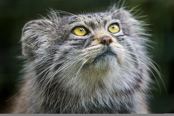gato, olhar, rosto, manul, © Tambako The Jaguar, HD papel de parede
