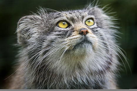 gato, mira, cara, manul, © Tambako El Jaguar, Fondo de pantalla HD HD wallpaper