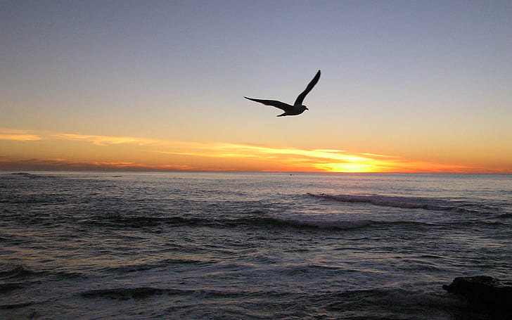 Seagull, Sea Waves Horizon At Sunset Flight Hd Desktop Backgrounds Free Download, HD wallpaper