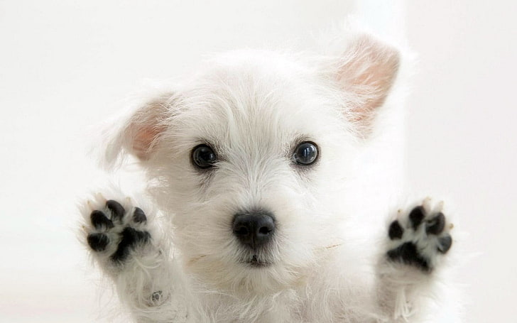 جرو أبيض طويل مغطى ، كلب ، حيوانات ، أبيض ، كلاب، خلفية HD