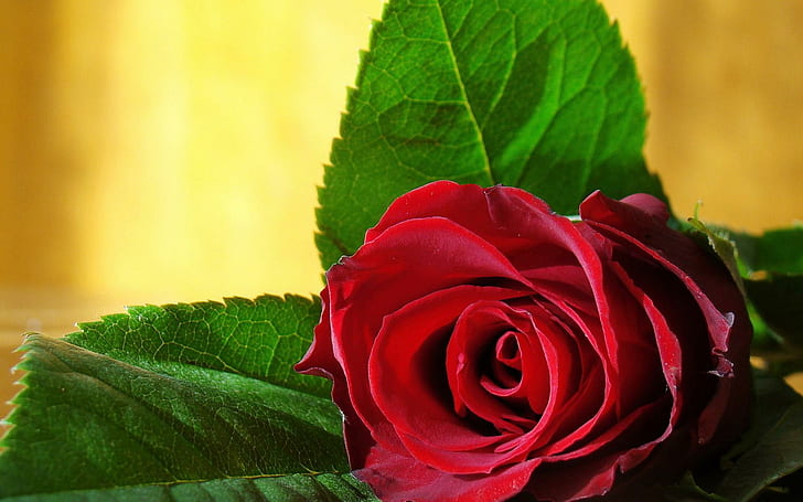 Я подарю эту розу для моей любви, моя любовь, картинка, страсть, красиво, листья, цветы, пестики, лепестки, широкоформатные, подарок, фото, HD обои