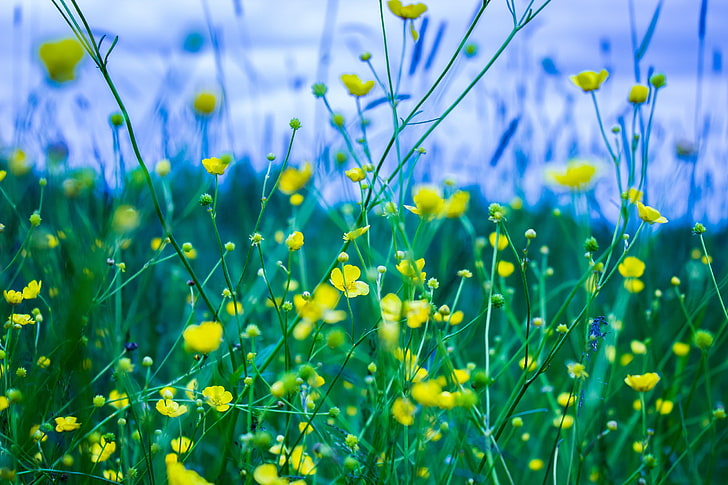منسوجات زهرية زرقاء وخضراء ، زهور ، عمق الحقل ، عشب ، طبيعة ، أزهار صفراء ، روسيا، خلفية HD