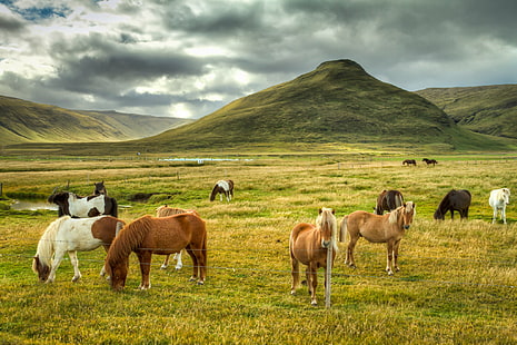 groupe de chevaux sur terrain en herbe près d'une montagne, chevaux, chevaux, Strandabyggð, groupe, herbe, champ, montagne, Canon 7D, Europe, HDR, Islande, Kollafjörður, nuages, cheval, photographie de la nature, ciel, Westfjords, bétail, animal,ruisseau, clôture, nature, prairie, paysage, pâturage, pâturage, scène rurale, colline, à l'extérieur, été, mouton, paysages, ferme, nuage - ciel, Fond d'écran HD HD wallpaper